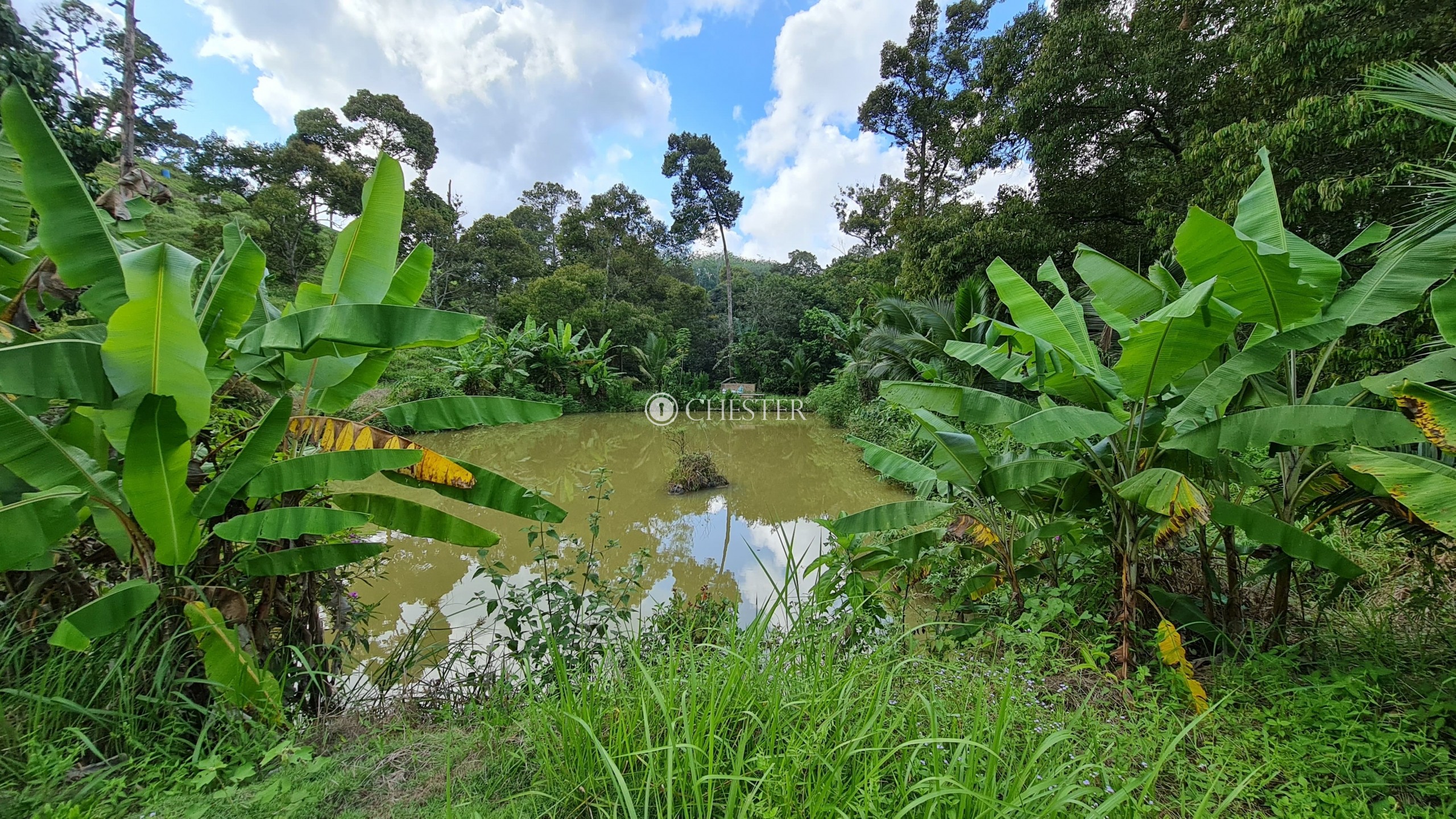 6 acres Bentong (Acasia Retreat) Matured Durian Land for Sale - Bentongland