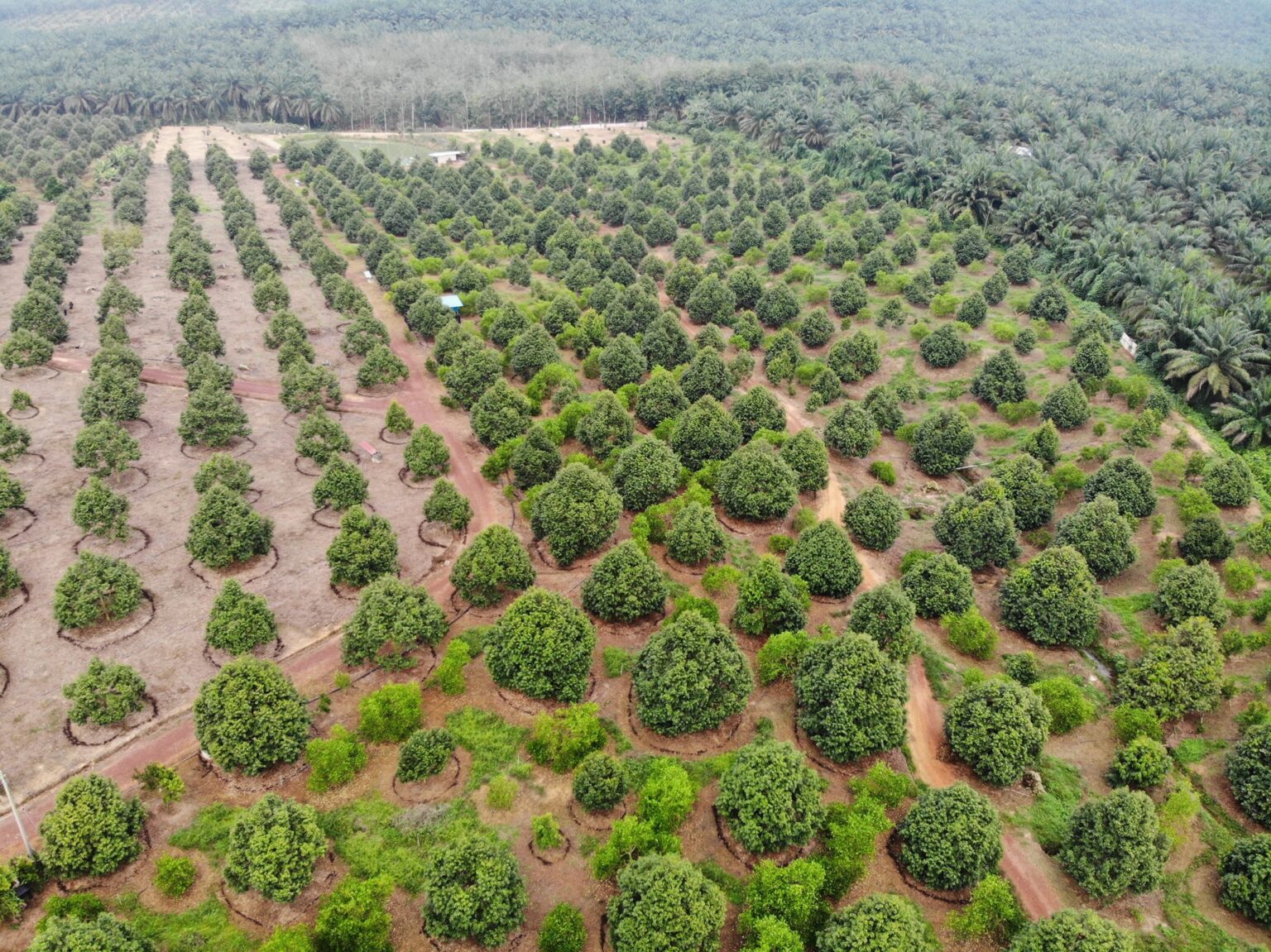 Buying Land in Malaysia as a Foreigner Bentongland