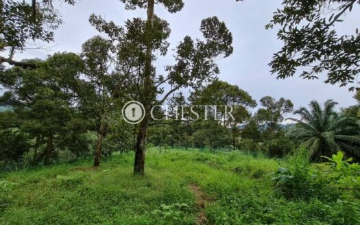 1.3 acres Agricultural Land in Orchard Heights (Karak Seri Telemong) Pahang