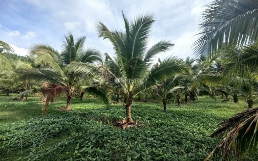 1.7 ac Raub Sg Ruan Coconut Plantation For Sale