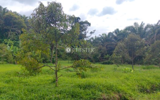 1 ac Bentong Kg Asap Durian Land For Sale