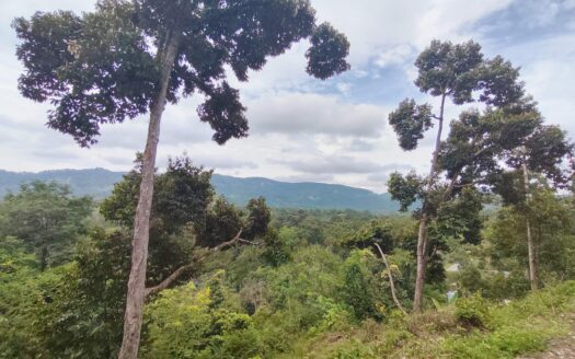 11.6 acres Karak Batu 13 (Facing Main Road) Durian Land for Sale