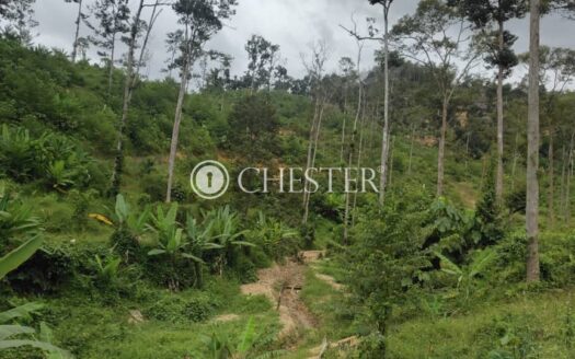 11 acres Karak (Near The Valley) Durian Land For Sale