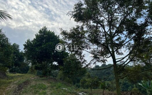 11 acres Raub Temau Mk Durian Land for Sale