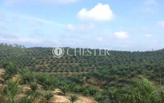 125 acres Raub Dong Oil Palm Lands For Sale