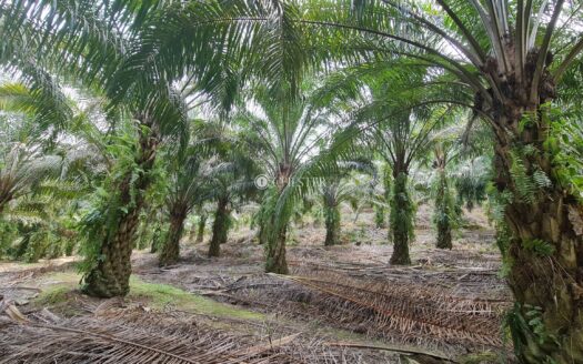 13.6 acres Karak Cinta Manis Oil Palm Land For Sale