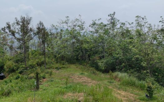 14.21 acres Karak (Behind Tamil School) Rubber & Vacant Land For Sales