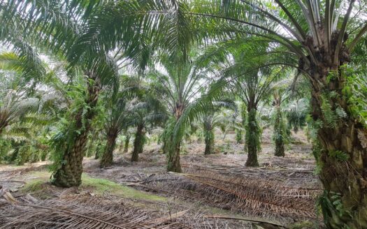 18 acres Karak Cinta Manis Oil Palm & Rubber Land For Sale