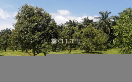 18 acres Karak Kolej Komuniti Bentong Durian Land For Sale