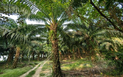 18 acres Karak (Kolej Komuniti Bentong) Matured Oil Palm Lands For Sale