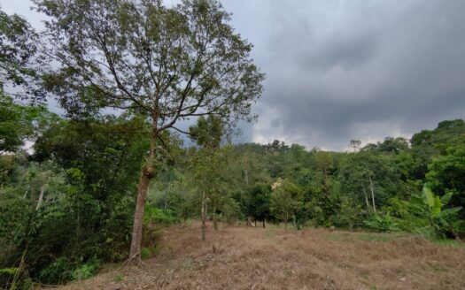 2.9 acres Karak (Behind Tamil School) MK Durian Land for Sale