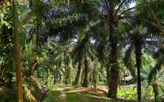 20 ac Karak (near The Valley) Oil Palm Land For Sale