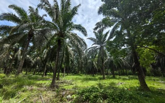 26 acres Mentakab (Facing Main Road) Oil Palm Land For Sale