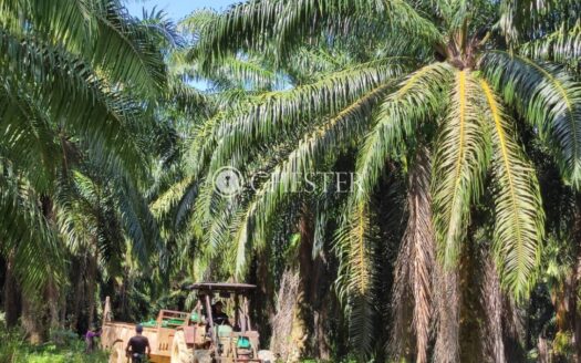 283 acres Karak Telemong Batu 34 (Facing Main Road) Oil Palm Land for Sale