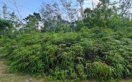 34 acres Bentong (Acasia Retreat) Rubber Land for Sale