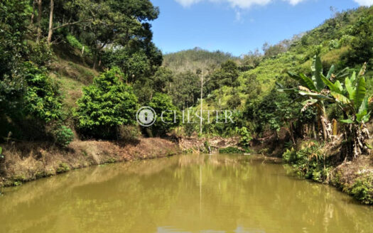 37 acres Bentong (Taman Saga) Durian + Vacant Land for Sale