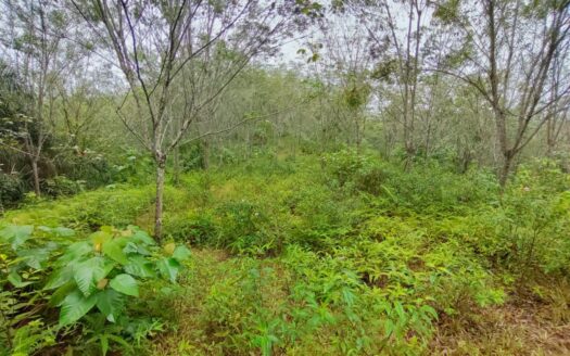 4.6 acres Karak Cinta Manis Rubber Land For Sale