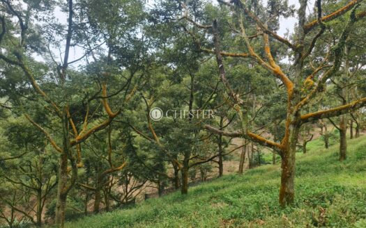 4 acres Bentong (Batu 6) Matured Durian Land for Sale