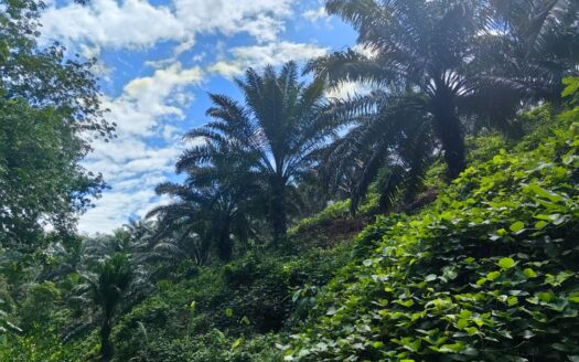 49 ac Raub (Tras) Matured Oil Palm Land Facing Main Road For Sale