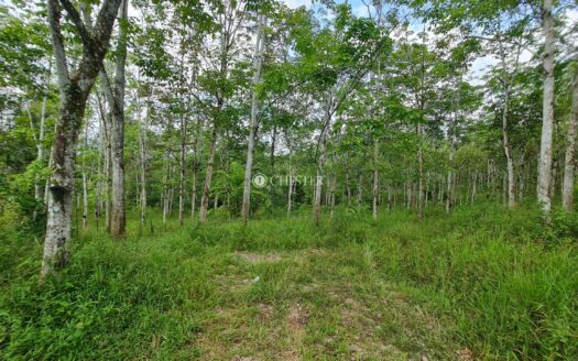 5.4 acres Karak ( Kg Sertik ) Rubber Land for Sale