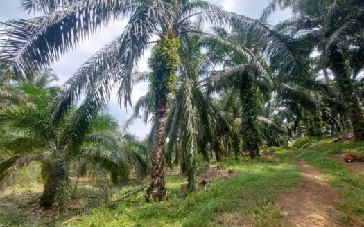 5.7 ac Bera Mengkarak Oil Palm Land For Sale