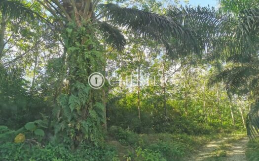 6.225 acres Karak (Kg Cinta Manis) Rubber Land for Sale