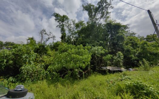 6.4 ac Lanchang Rubber Land for Sale