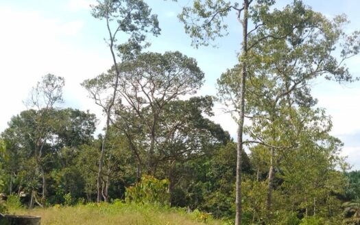 6 ac Karak near Kg Sertik Durian Land For Sale