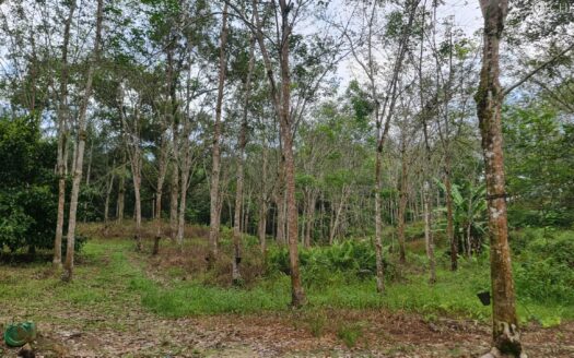 6 acres Karak (Kg Sertik) Rubber & Durian Land for Sale