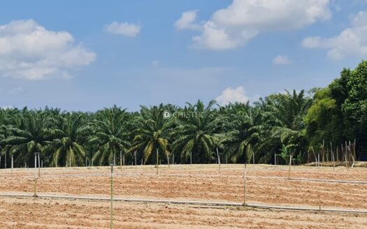 6 acres Karak (Kolej Komuniti Bentong) Matured Oil Palm Land For Sale