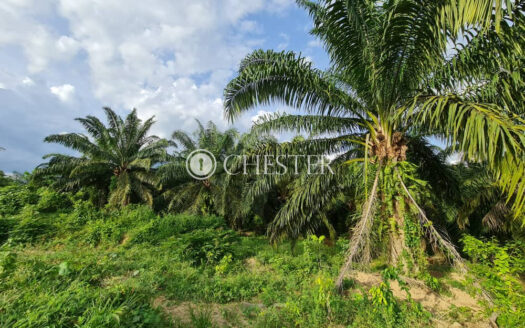 6 acres Lanchang (Facing Main Road) Oil Palm Land For Sales