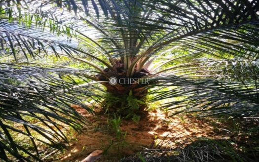 600+ acres Sabah Sg.Lingkabau Oil Palm Estate For Sale