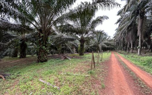 65 ac Kuantan Jalan Gambang Oil Palm Land For Sale