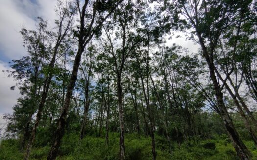 Land Price Drop! 7.25ac Lanchang-Karak Lpt Highway Agri Land For Sale