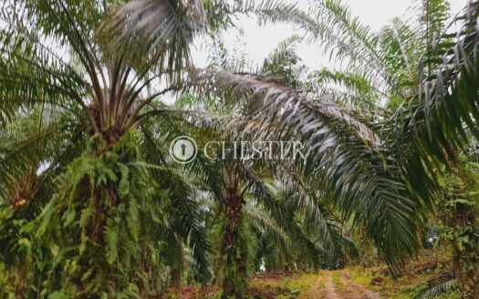 7 acres Lanchang near Toll Oil Palm Land For Sale