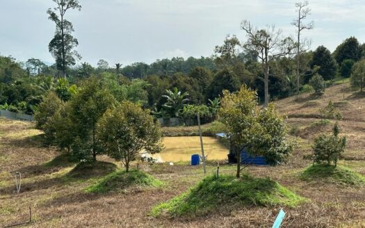 4 acres Karak (Kg Sertik) Durian Land For Sale