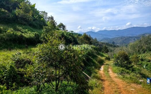 8.5 ac Karak (Behind Tamil School) Durian Land For Sale