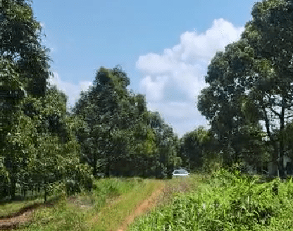 8.7 acres Raub Tulai Mk Durian & Rubber Land for Sale