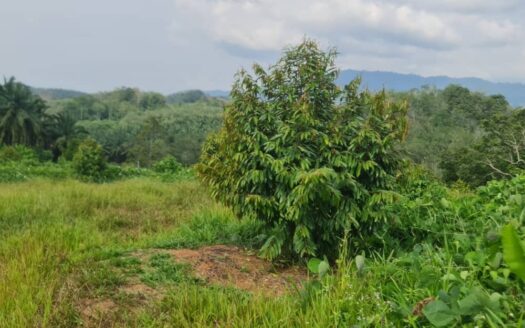 8 ac Benta Lipis MK Durian Land For Sale