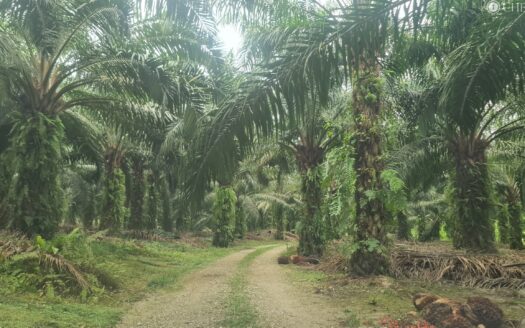 9.2 acres Karak Cinta Manis Oil Palm Land For Sale