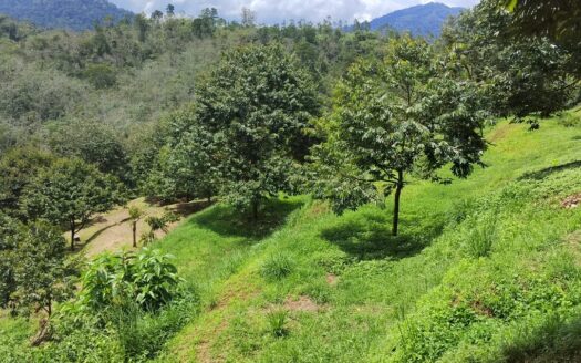 9.3 acres Karak near The Valley Matured MK Durian Land For Sale