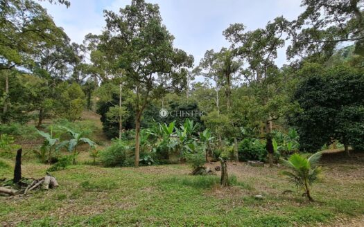 9.7 acres Bentong (Jln Tras) Durian Land for Sale