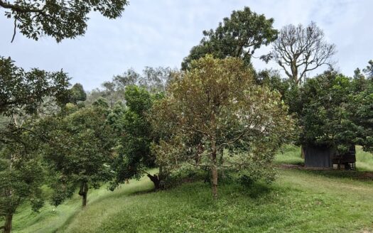 9.78 acres Karak Cinta Manis Durian Land For Sale