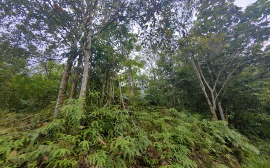 9 acres Bentong (Acasia Retreat) Rubber Land for Sale