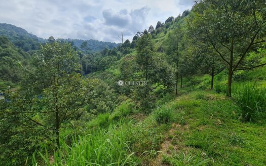 9 acres Bentong Bilut Durian Land For Sale