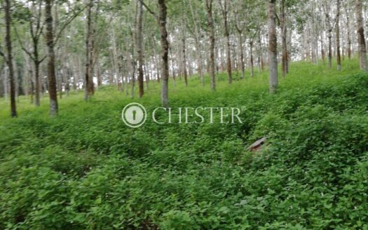 Land Price Drop 5.95ac Temerloh near Lpt Highway Rubber Land For Sale