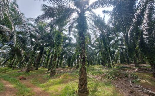 Land Prices Drop! 5.9 ac Bera Mengkarak Oil Palm Land For Sale