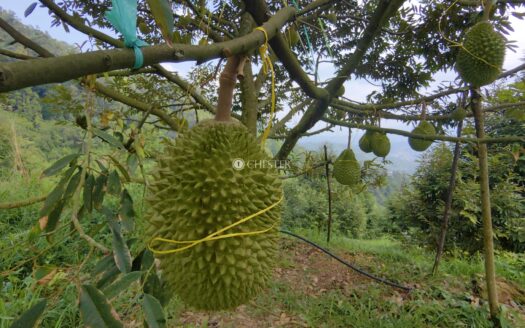 18 acres Bentong Durian Land For Sale