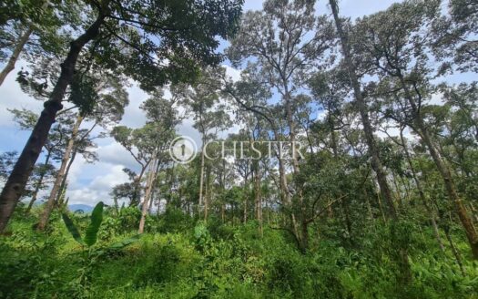 4 acres Karak MK Durian Land For Sale