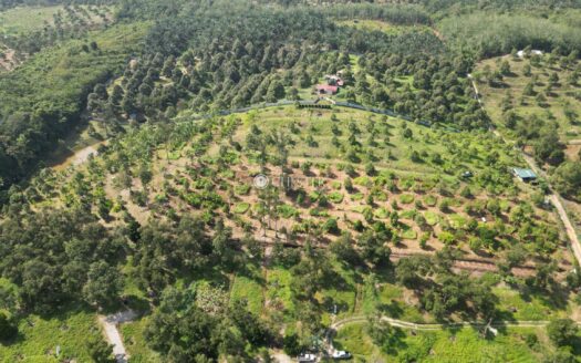 5.7 ac Karak Kg Sertik Younger Mk Durian Farm For Sale